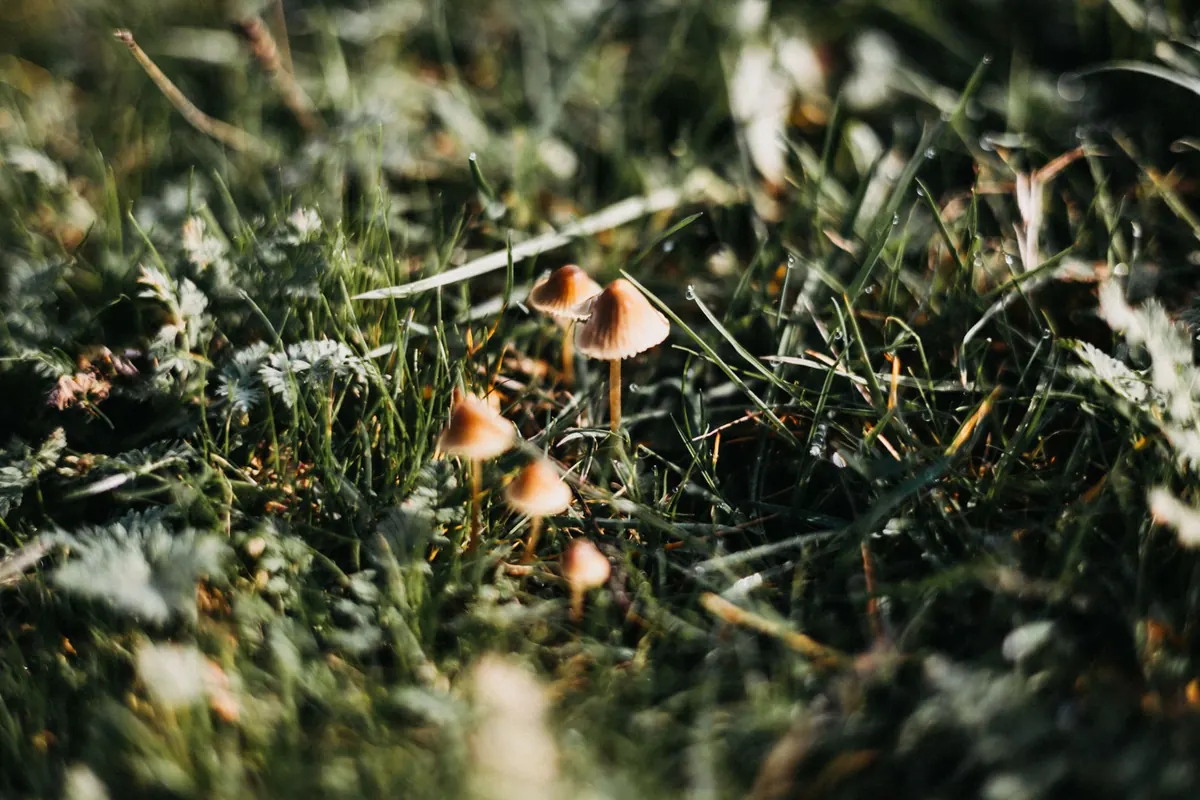 What Are Fairy Rings? Science, Folklore and Safety Explained